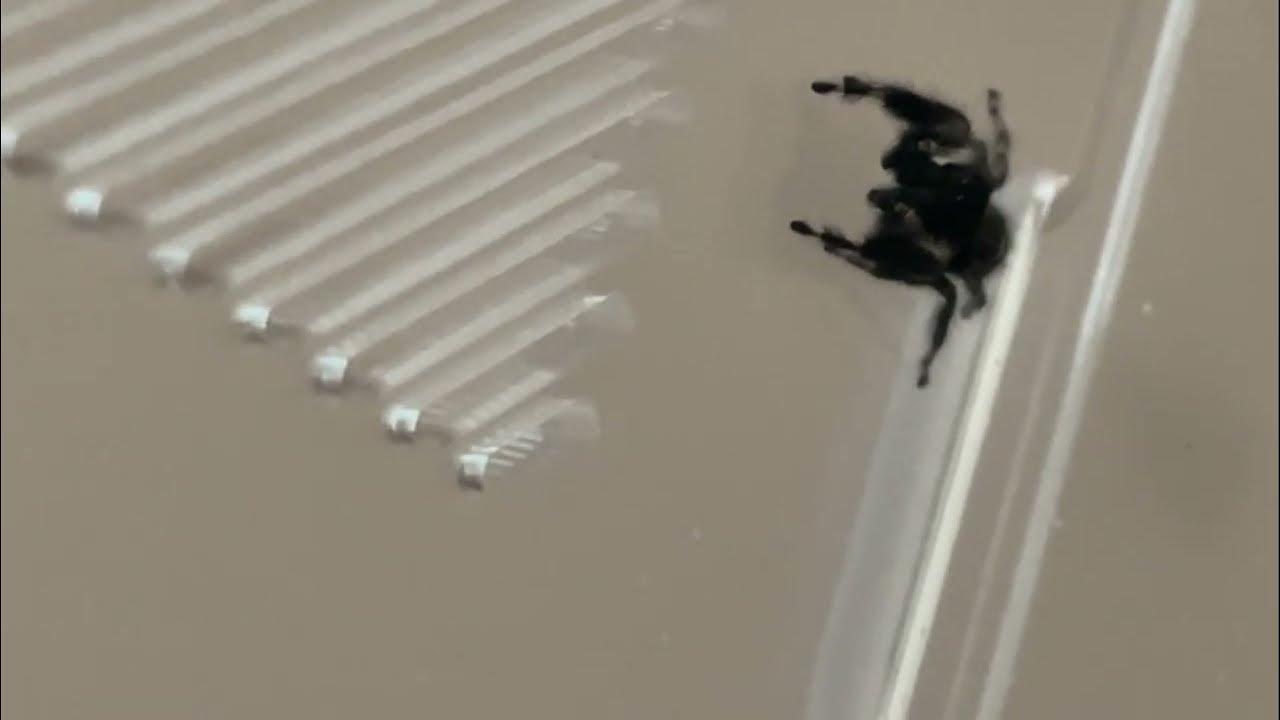 Name My Bold Jumping Spider Phidippus Audax YouTube review-grizzla-pads-flow-pads-euc-by-youraubsome