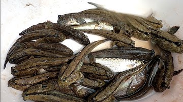 Cắm Câu Cá Thòi Lòi Biển Cần Giờ Tập 22 Hốt Gần Hết Ca Cần Giờ Luôn