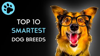 Top 10 Smartest Dog Breeds