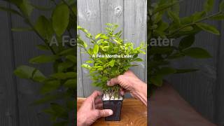 FREE Privet Plants from Cuttings! 🌿 Simple Propagation Tutorial #gardening #garden #propagation