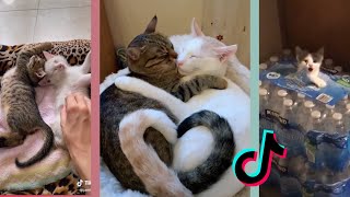 *new* It started when we were younger You were mine My boo Cat Compilation by Cat Purrfections 3,108 views 3 years ago 3 minutes, 13 seconds