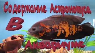 Астронотус оскар. Содержание Астронотусов в аквариуме. Астронотус оскар. Содержание Астронотусов в аквариуме.