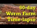 Densely Packed Worm Farm 60-day FAST Time-Lapse - vermicomposting