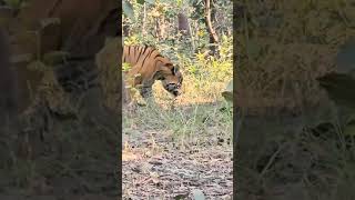 Big Male Tiger india । full Size Tiger