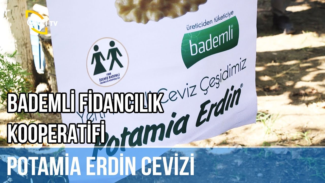 Yeni Tescilli Ceviz Çeşidi; Potamia Erdin! -TARIMDA BİR UMUT