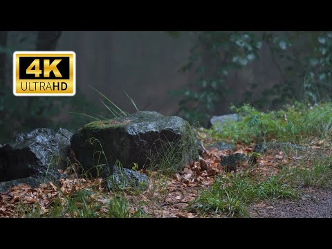 🌿 HEAVY RAIN In The Forest Makes Frogs And Bullfrogs Call Each Other #asmrrelaxing