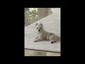 Unused Ragtime Song from Antonblast
