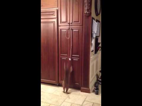 jumping a car Savannah cat jumping