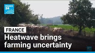 Climate-change driven heatwave brings uncertainty to French farmers • FRANCE 24 English
