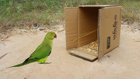 How To Make A Parrot Trap With Cardboard|Easy Bird Trap Parrot Trap Using Cardboard|Animals Traping|
