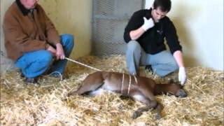 Squeeze movie pulling on rope