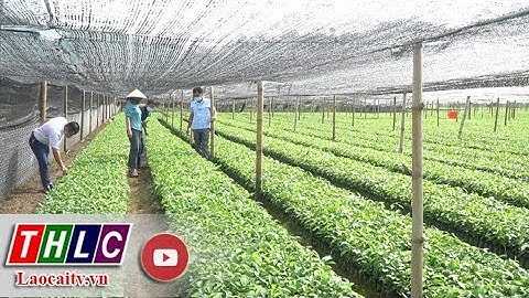 Hỗ trợ để các hợp tác xã hoạt động hiệu quả | THLC