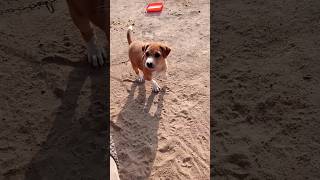 Strong Dog Train 2 Day