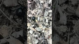 Black Widow Spider #colorado #scary #spider #deadly #cool #bug