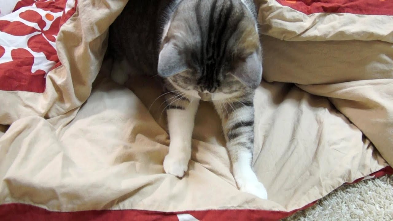 ネコといっしょにシーツを替えるとこうなる