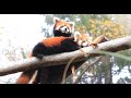 Zoo To You – Red Panda