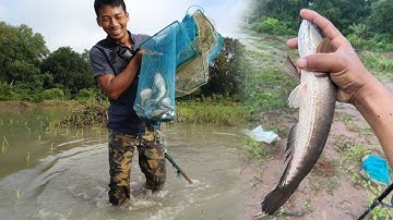 Nước dâng ngập đồng, thả lú bắt cá sau nhà ✅