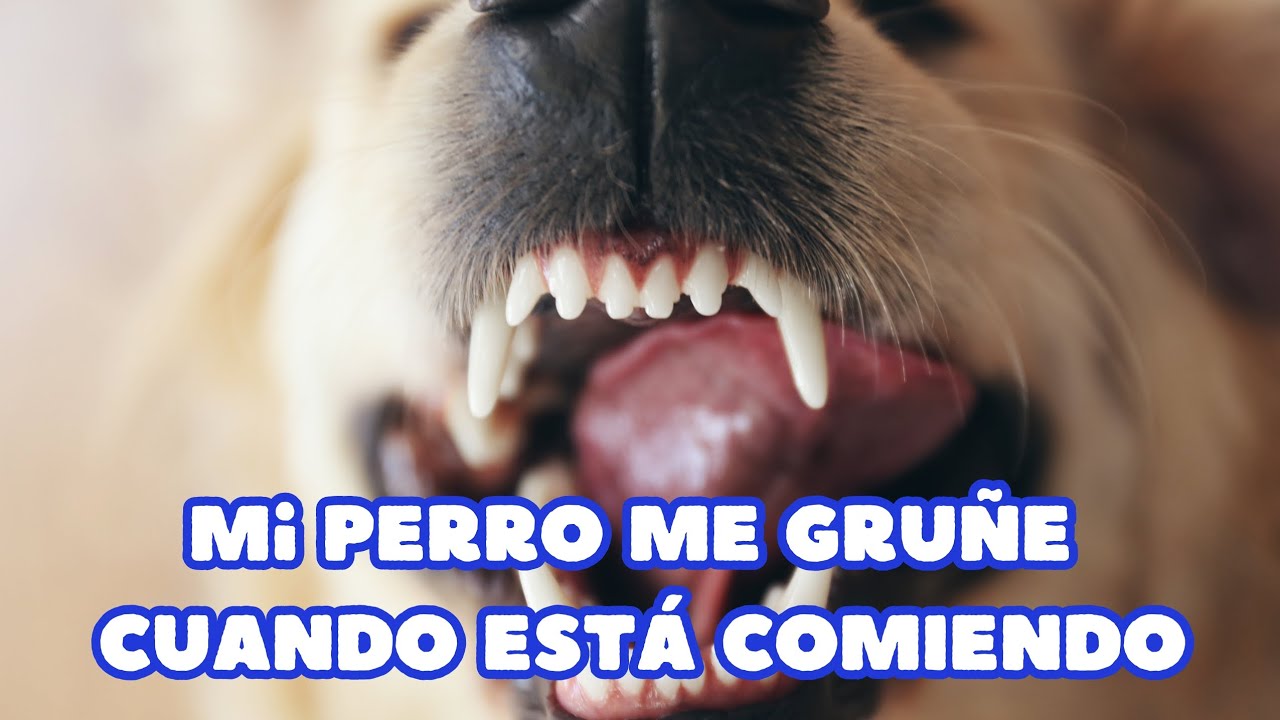 Mi Perro Me Gruñe Cuando Le Riño