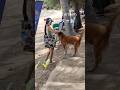 タオ島の海犬ナムターン