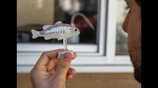 Robotic fish helps protect native species from invasive pests