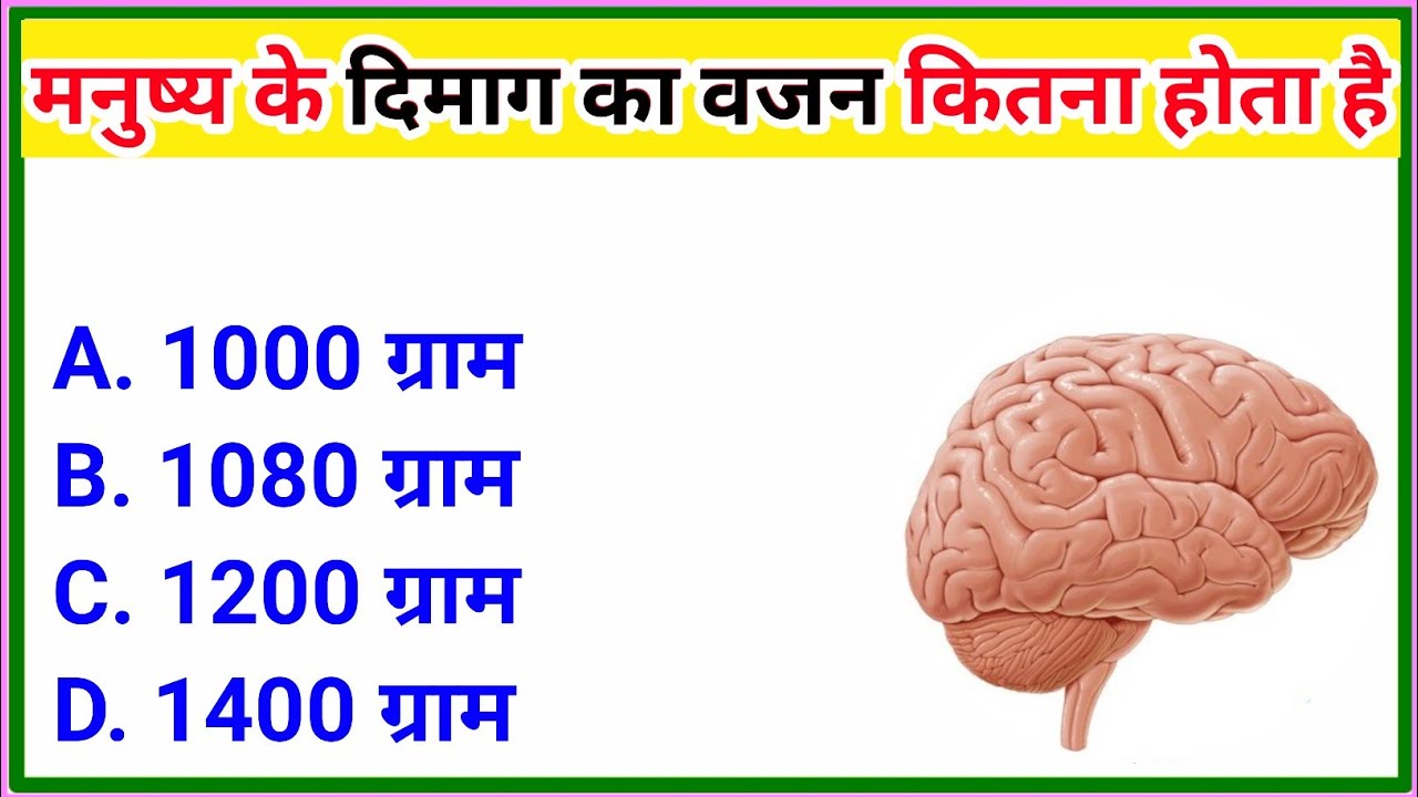मनुष्य के दिमाग का वजन कितना ग्राम होता है manushya ke dimag ka