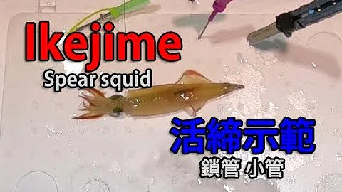 IkeJime method:  How to dispatch a Spear squid (YariIka)