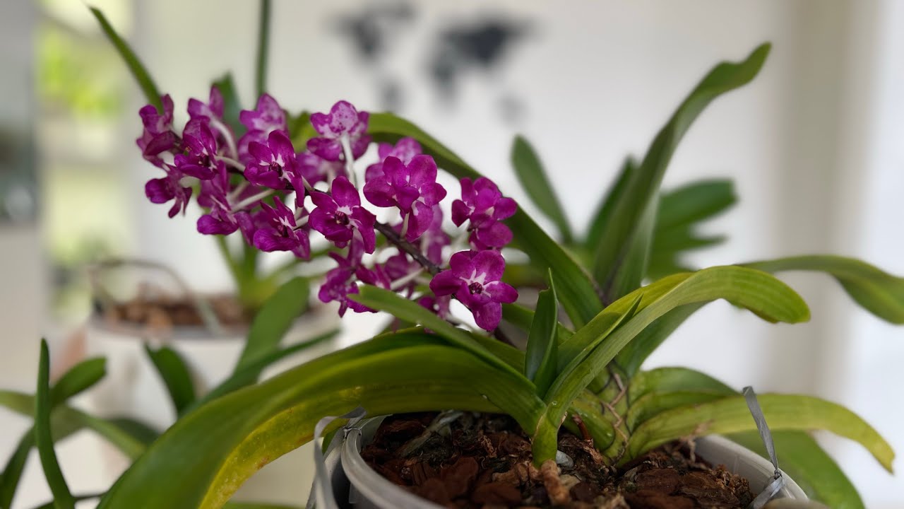 Rhynchostylis gigantea in bloom and this is how!