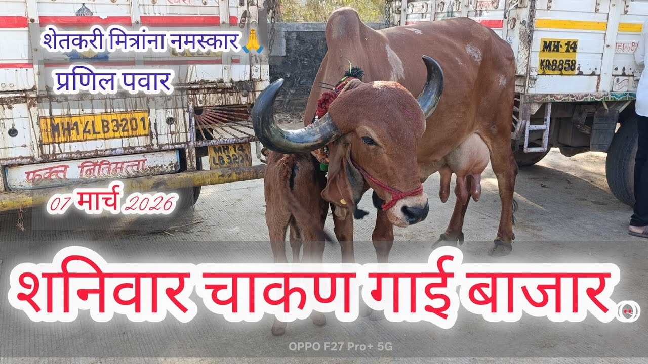 शनिवार चाकण गाई बाजार ..07 मार्च 2026.. Chakan gai bazar.. Chakan.