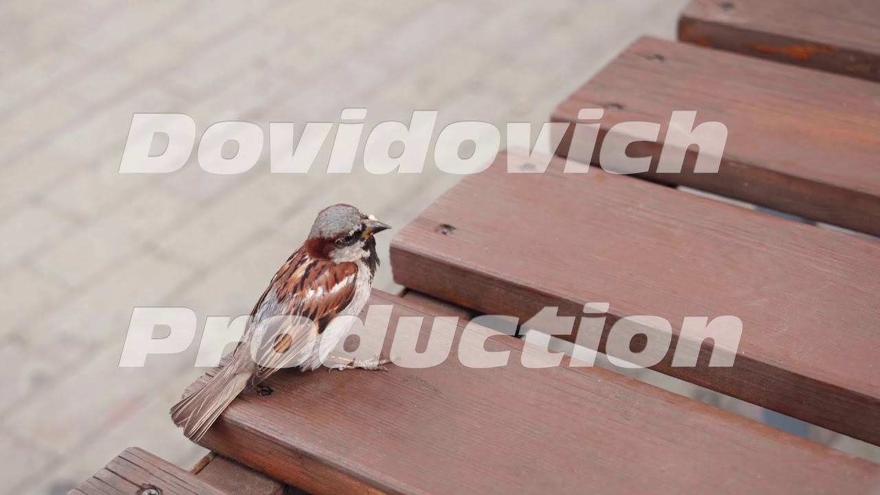 Funny urban sparrow on the bench.