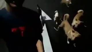 Dah La Anjing Perangai Macam Anjing~Ayuhhh Maju Lu Anjing