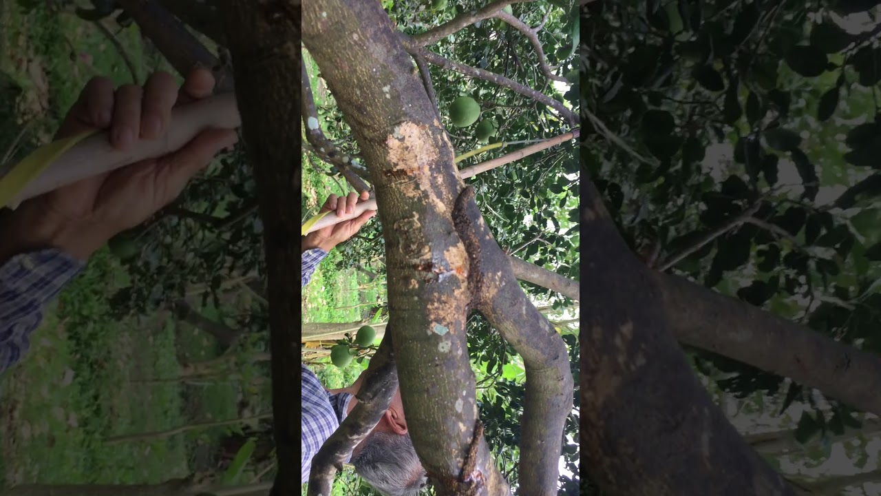 Ep 3 ตามรอยพ่อ แนวทางตัดแต่งกิ่งส้มโอขาวใหญ่สวนพ่อประหยัด