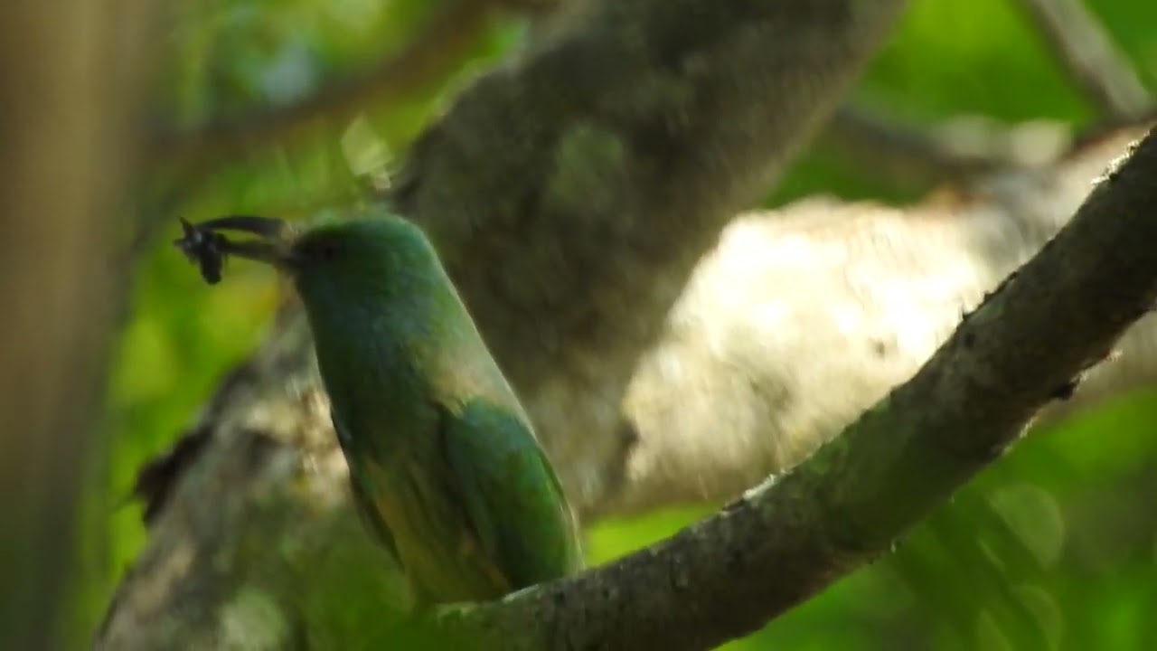Blue-bearded Bee-eater (Nyctyornis athertoni) @Navadarshanam 16/4/22
