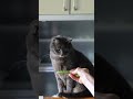 みんながいる暮らし #猫との暮らし #シニアライフ #暮らし #cat