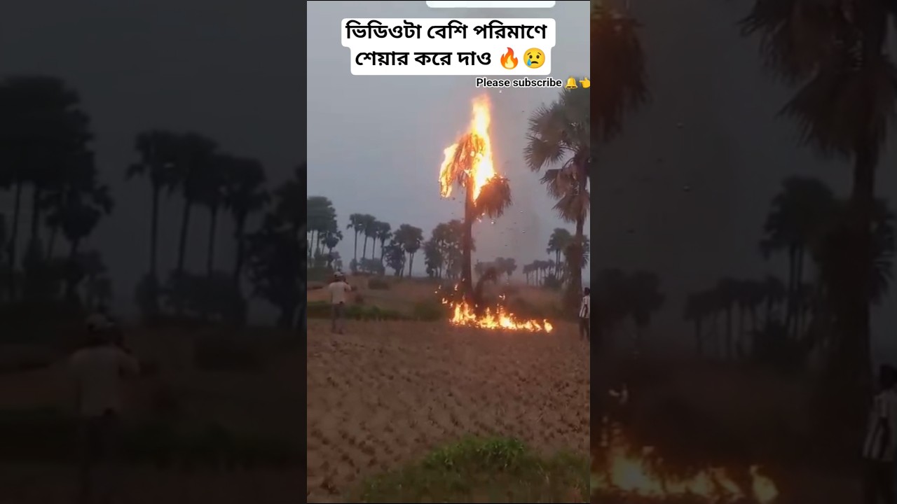 তাল, গাছে কি ভয়ঙ্কর, আগুন লেগেছে ।🔥😢🔥