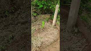 #reels #nature #desiviilagelifetstyle #love #nature #lifeisbutadream #viral #mulching