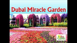 dubai miracle garden tour hindi || visit dubai miracle garden || दुबई मिरेकल गार्डन || visit india