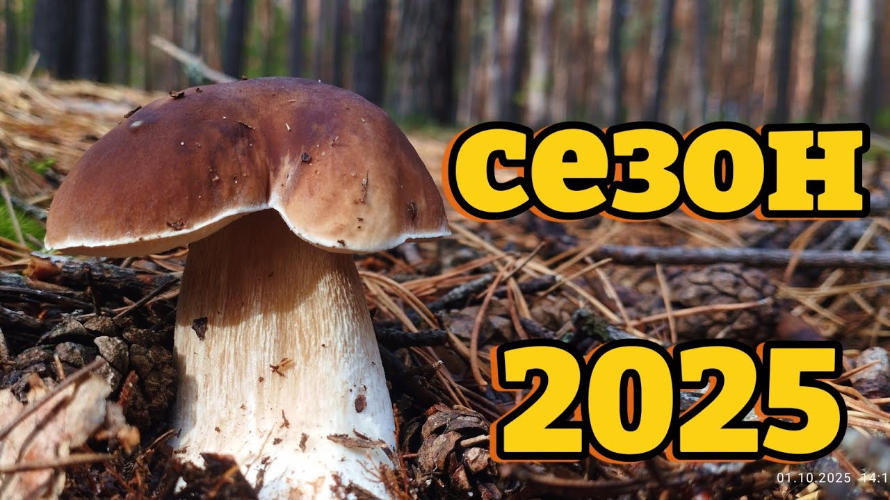 Оце так гриби! Супер знахідки в молодому лісі 🌲🍄Грибна удача: рекордні знахідки в молодому лісі