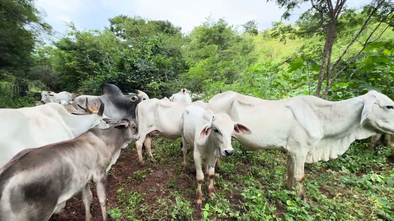 VANTAGEM PRO GADO! A vantagem de você ter uma reserva natural pro gado! 