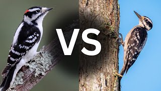 How to Tell the Difference Between Downy and Hairy Woodpeckers