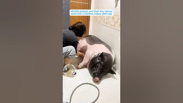 This young man rescued a helpless piglet and then...