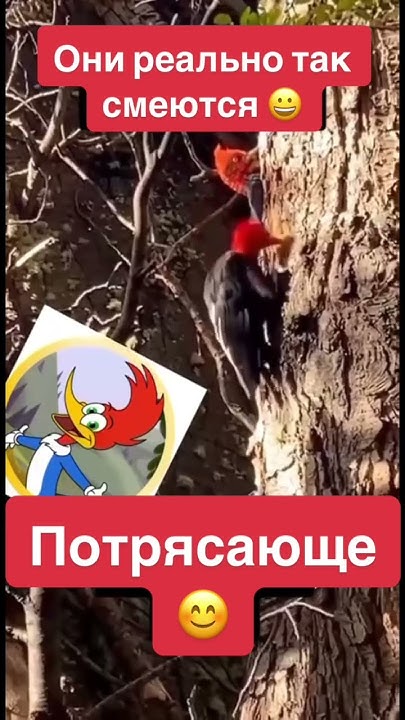 Дятел Вуди Woody woodpecker #дятел #Вуди #смех #nationalgeographic # ...