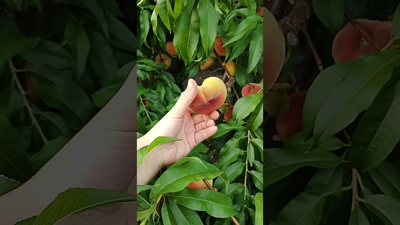 picking donut peaches 