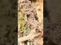 Top 5 Warnings Sings Your Home Has Termites #termies #pestcontrol #pests #shorts