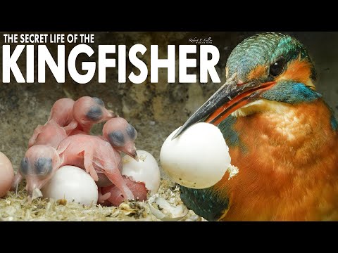 Secret Life Of The Kingfisher Discover Wildlife Robert E Fuller
