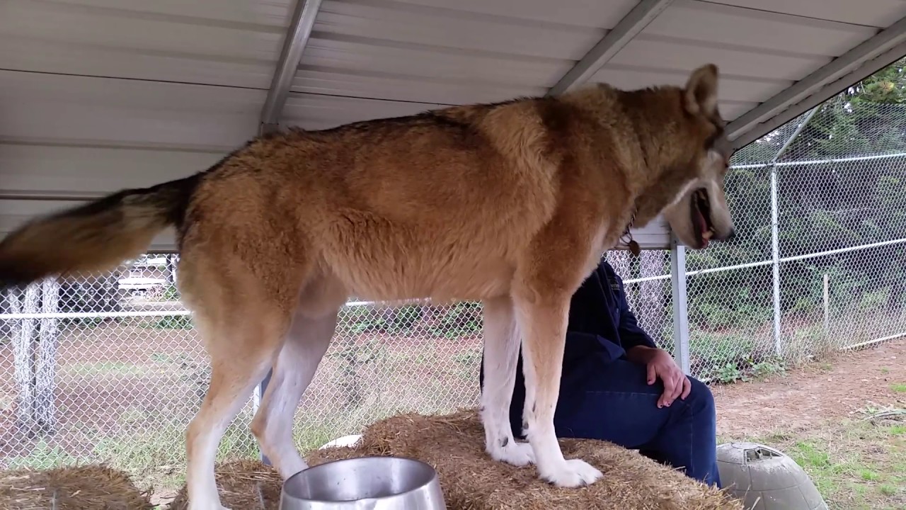 Working with Wolves YouTube