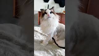Tag the person who hisses when overstimulated 🐱  #cat #cats #kitty #kitten #kittens @julienashawaty
