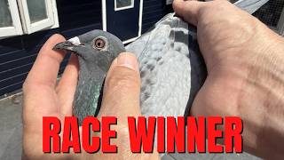 Meet My 1st Place Racing Pigeon Meet My 1st Place Racing Pigeon