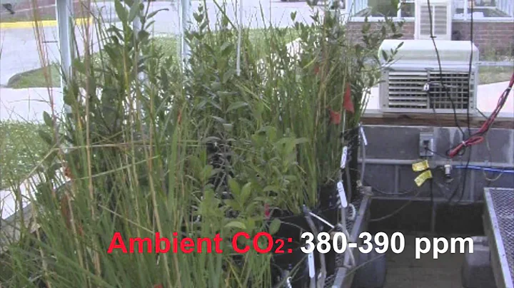 Potential Effects of Elevated CO2 and Climate Change on Coastal Wetlands