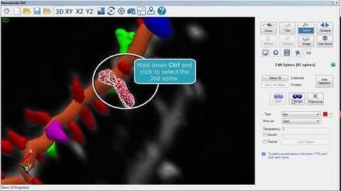 Neurolucida 360: Detect, classify and edit spines (v.2.x)