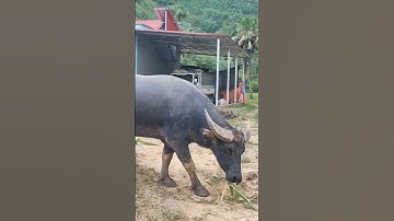 trâu cà cổ cong non #contrau #shorts #trâu